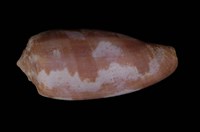 藏品(鬱金香芋螺)的圖片